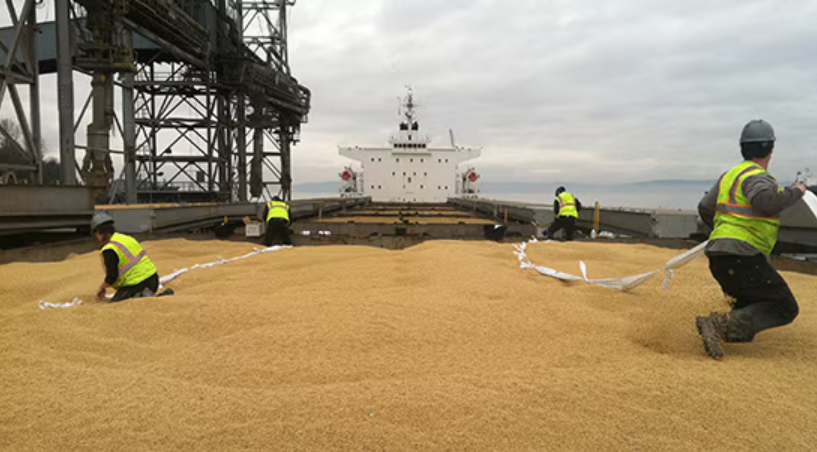 Fumigation Procedures (Grain Cargoes)